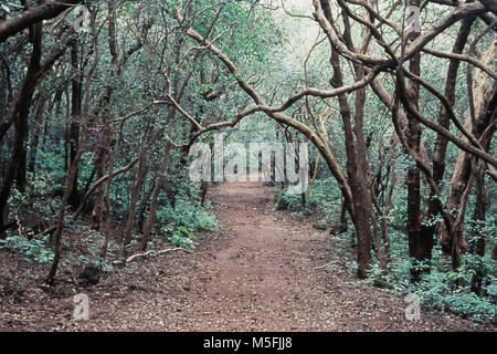Shaded Path in Forest, Matheran, Alibag, Maharashtra, India Stock Photo