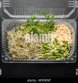 Different types of micro greens in plastic container on black background. Healthy eating concept of fresh garden produce organically grown as a symbol Stock Photo