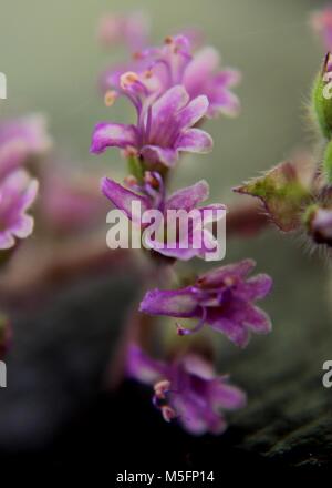 close-up, macro view of small purple color  Thulasi, Tulsi, holy basil,  Ocimum tenuiflorum flowers seen in a home garden in Stock Photo