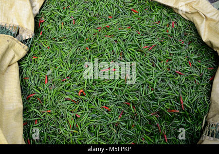 green chilli in sack, Koley vegetable market, Kolkata, West Bengal, India, Asia - sar 261683 Stock Photo