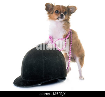 puppy chihuahua in front of white background Stock Photo