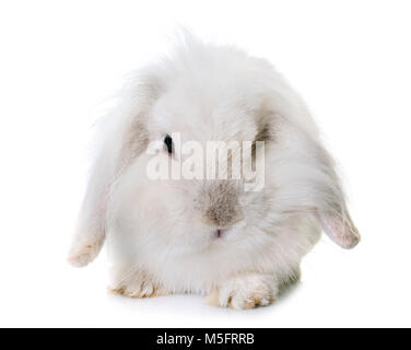 aries rabbit in front of white background Stock Photo