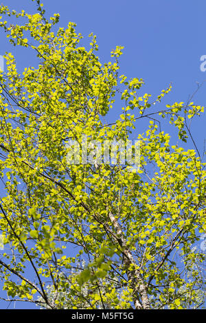 Moor-Birke, Moorbirke, Haar-Birke, Besen-Birke, Behaarte Birke, Betula pubescens, Betula alba, downy birch, moor birch, white birch, downy-birch, moor Stock Photo