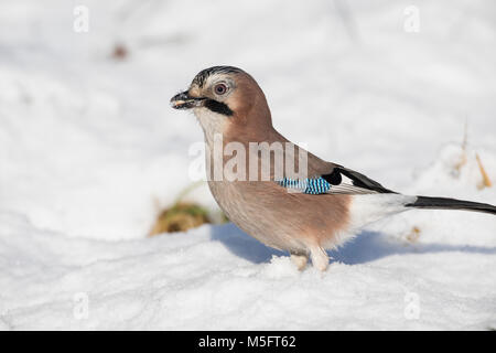 Eichelhäher, im Winter bei Schnee, Eichel-Häher, Garrulus glandarius, Eurasian jay, jay, jaybird, snow, Le Geai des chênes Stock Photo