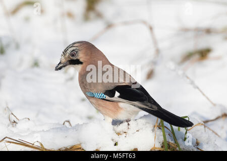 Eichelhäher, im Winter bei Schnee, Eichel-Häher, Garrulus glandarius, Eurasian jay, jay, jaybird, snow, Le Geai des chênes Stock Photo