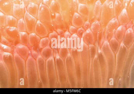 Fresh peeled pink pomelo meat texture and pattern, a close up photo image of pink pomelo meat texture and pattern present a detail of texture and patt Stock Photo