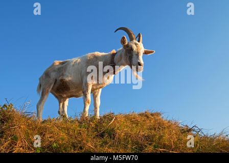 Goat at Roche's Point, County Cork, Ireland Stock Photo