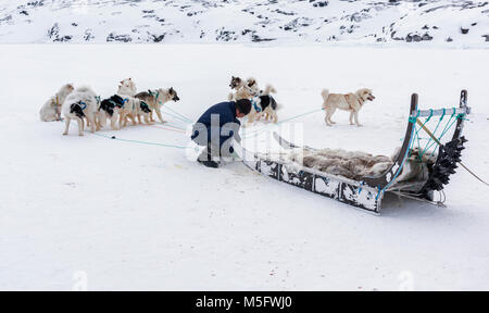 Local hunter Hans exercising his sled dogs in Oqaatsut village Stock Photo