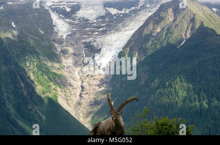 Alpine ibex on the background of a glacier in the Mont Blanc massif. Stock Photo