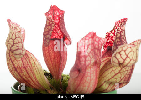 Trumpet Pitcher Plant, Flugtrumpet (Sarracenia purpurea) Stock Photo