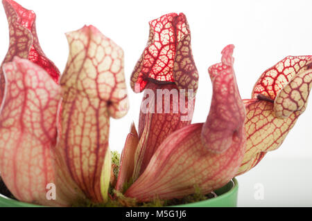 Trumpet Pitcher Plant, Flugtrumpet (Sarracenia purpurea) Stock Photo