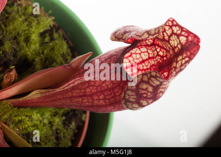 Trumpet Pitcher Plant, Flugtrumpet (Sarracenia purpurea) Stock Photo