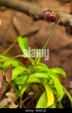 Trumpet Pitcher Plant, Flugtrumpet (Sarracenia purpurea) Stock Photo