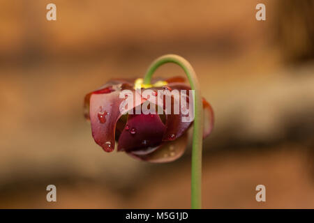 Trumpet Pitcher Plant, Flugtrumpet (Sarracenia purpurea) Stock Photo