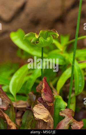 Trumpet Pitcher Plant, Flugtrumpet (Sarracenia purpurea) Stock Photo