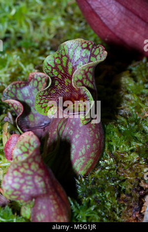 Trumpet Pitcher Plant, Flugtrumpet (Sarracenia purpurea) Stock Photo