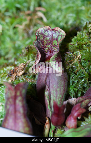 Trumpet Pitcher Plant, Flugtrumpet (Sarracenia purpurea) Stock Photo