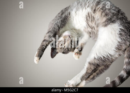 Flying or jumping funny tabby kitten cat isolated on white and gray background. Copy space. Greeting card template.я Stock Photo