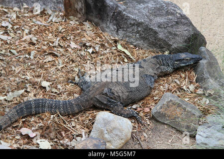 Lace monitor, Varanus varius, Lone Pine Koala Sanctuary, Brisbane, Australia Stock Photo