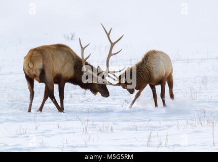 Two male elks fighting on white snow Stock Photo