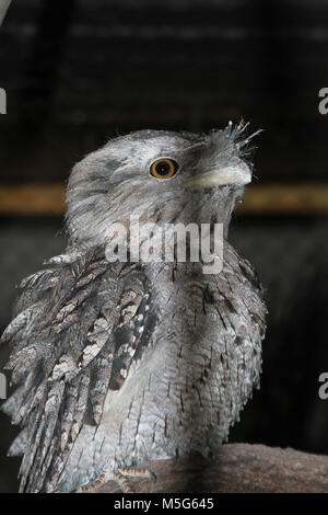 Tawny frogmouth, Podargus strigoides, Lone Pine Koala Sanctuary, Brisbane, Australia Stock Photo