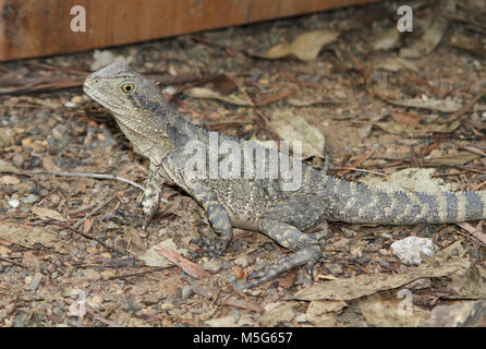 Australian water dragon, Intellagama lesueurii,  Lone Pine Koala Sanctuary, Brisbane, Australia Stock Photo