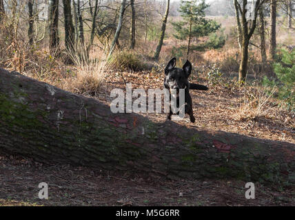 Black Labradors Dogs Stock Photo