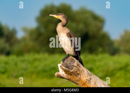 Danube Delta wildlife bird Black Cormorant Stock Photo