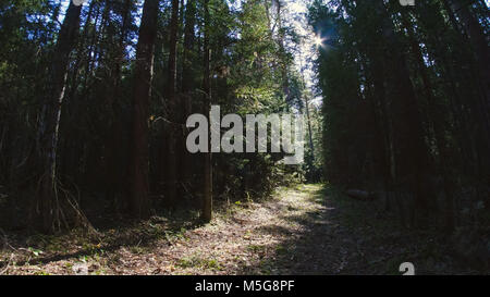 Road through dense forest, summer day Stock Photo