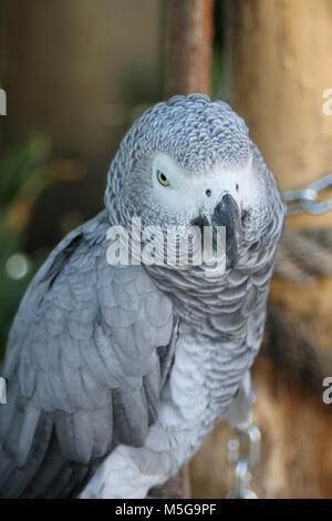 African grey parrot, (Psittacus erithacus), South Africa Stock Photo