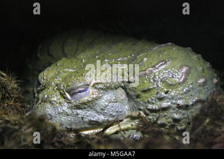 African bullfrog, pixie frog, pyxicephalus adspersus Stock Photo - Alamy