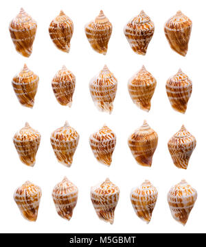 Isolated objects: collection of empty sea shells on white background Stock Photo
