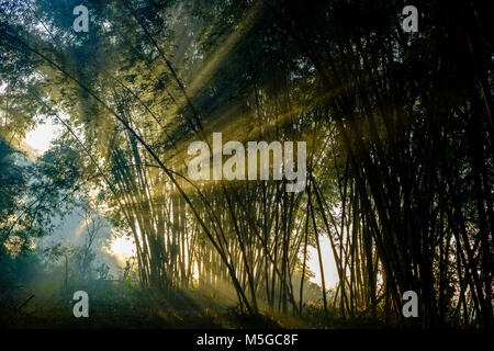 Sun beams are shining through a misty bamboo forest in the hills of the tribal area Stock Photo