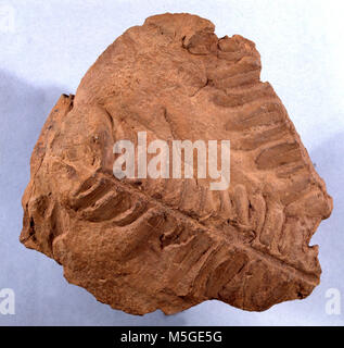 Grand CanyonFossil Fern in Hermit Shale  FOSSIL - UNIDENTIFIED SEED FERN - FERN IMPRINT ON HERMIT SHALE - PALEO, HERMIT Stock Photo