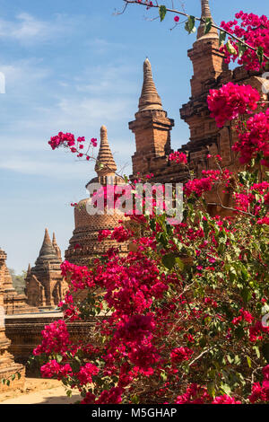 Bougainvillea (bougainvillea spectabilis) in bloom in Bagan, Myanmar, temples in background Stock Photo
