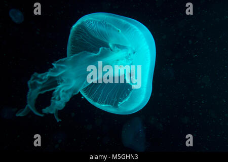 Blue and turquoise jellyfish with flowing tentacles in dark waters