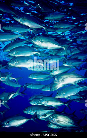 Bigeye trevally (Caranx sexfasciatus: 30 cms.) are found near reefs in the warmer waters of the Indian and Pacific oceans. They are fast-moving and voracious predators of smaller fish, hunting nocturnally in small groups. However, during the day they congregate in favoured areas in substantial shoals, where they rest by swimming gently together. I encountered this shoal during the afternoon. It was swirling gently and I inserted myself in the middle so that the tightly packed fish were circling around me. It was pleasing to feel part of the group! Photographed near Tulamben, Bali, Indonesia. Stock Photo