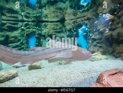 Zebra shark (Stegostoma fasciatum) in Poema del Mar, new aquarium in Las Palmas, Gran Canaria, Canary Islands, Spain Stock Photo