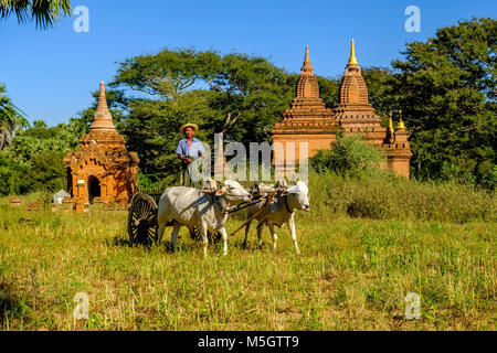 A farmer is driving on a bullock cart through the archaeological site, a pagoda of Bagan in the distance Stock Photo