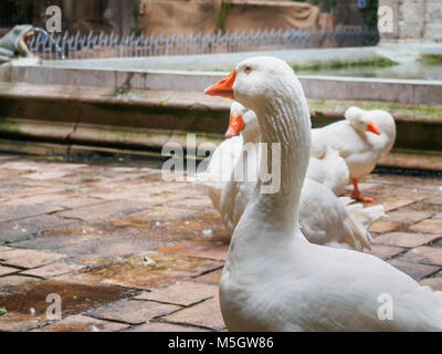 Close up of the geese who live in the Barcelona Cathedral devoted to the Saint Cross and Saint Eulalia Stock Photo