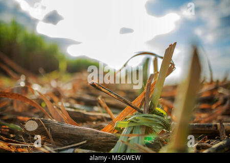 Harvesting sugar cane in in agriculture, Tây Ninh, Vietnam.  Materials of the sugar industry Stock Photo