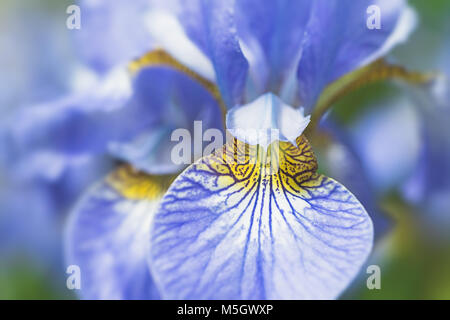 Iris sibirica or the Siberian Iris macro. Stock Photo