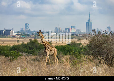 A single Masai giraffe (Giraffa camelopardalis tippelskirchi) walking through tall dry grass with the Nairobi city skyline in background, Kenya Stock Photo