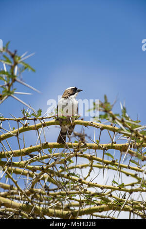 A white-browed Sparrow-weaver (plocepasser mahali) perched on an Acacia tree against a bright blue and white sky, Nairobi, Kenya