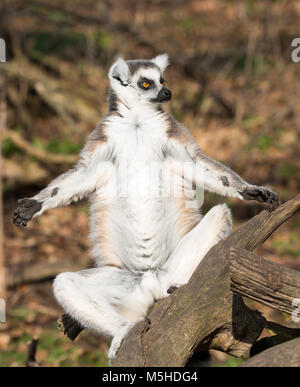 Front view close up of ring-tailed lemur (Lemur catta) in captivity, sitting isolated outdoors in winter sunshine, sunning itself, enjoying sunbathing. Stock Photo