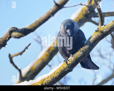 Western jackdaw (Coloeus monedula) on a snow-covered branch in a frosty sunny day in Vilnius, Lithuania Stock Photo