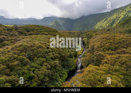 Koolau Forest Reserve, Hana Coast, Maui, Hawaii Stock Photo