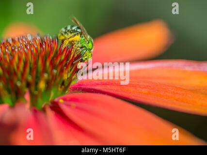 Metallic green Sweat Bee (Agapostemon) feeding on and pollinating an orange echinacea coneflower Stock Photo