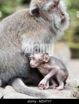 Baby crab-eating macaque (Macaca fascicularis) next to its mother, Monkey Forest, Ubud, Bali Stock Photo