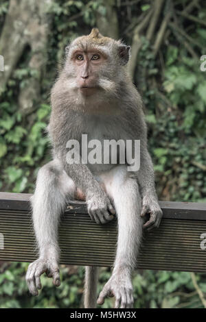 Fence-sitting, Balinese long-tailed macaque, Monkey Forest, Ubud, Bali Stock Photo